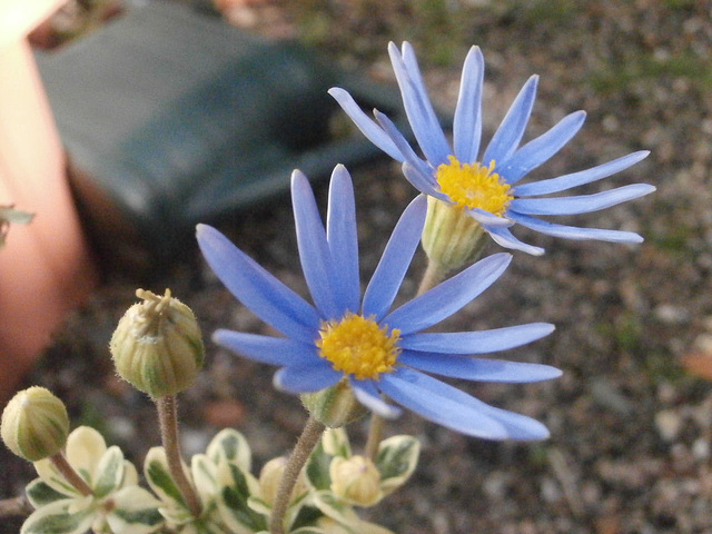 Tiny blue flowers