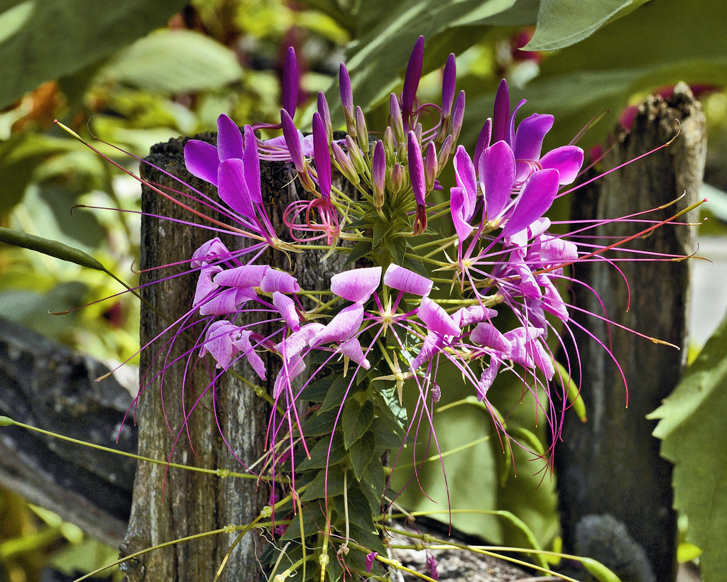 La Vie en Rose – Botanical Garden, Montréal, Québec