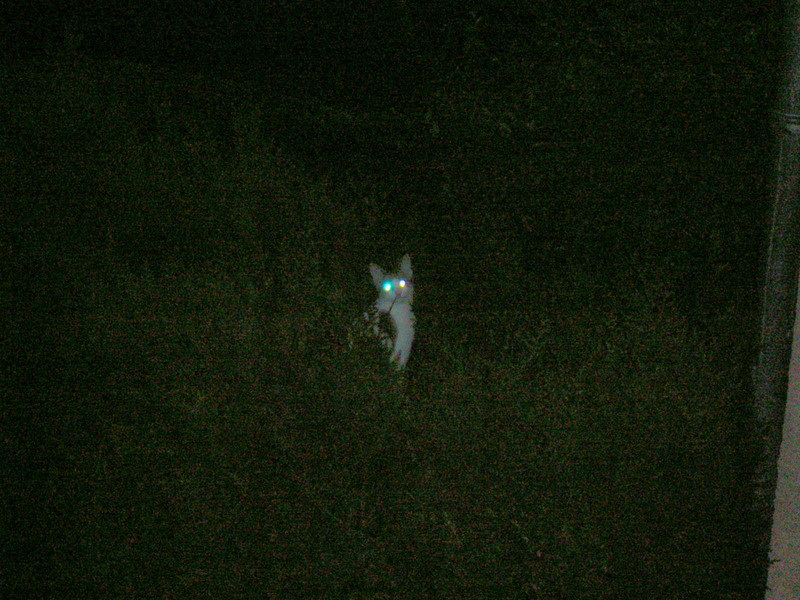 Chat nyctalope
