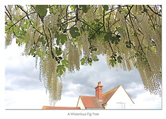 White Wisteria & Fig - East Blatchington - 28 5 2019