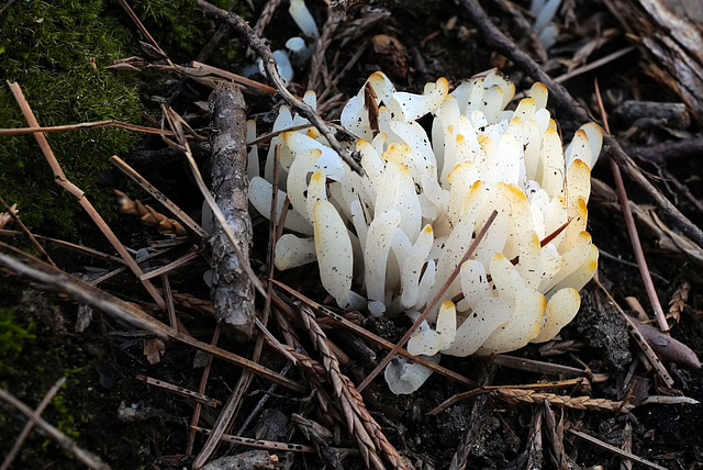 Clavulinopsis coronata?  , Sequoia National Park USA L1020224