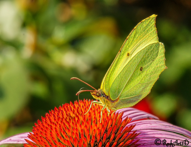 Zitronenfalter ( Gonepteryx rhamni )