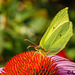 Zitronenfalter ( Gonepteryx rhamni )