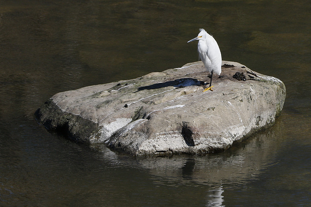 Snowy Egret