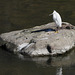 Snowy Egret