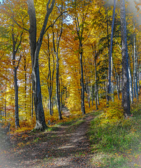 Waldweg