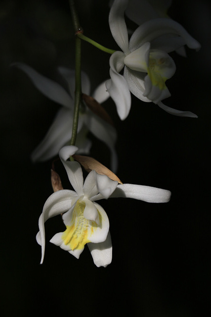 Coelogyne mossiae