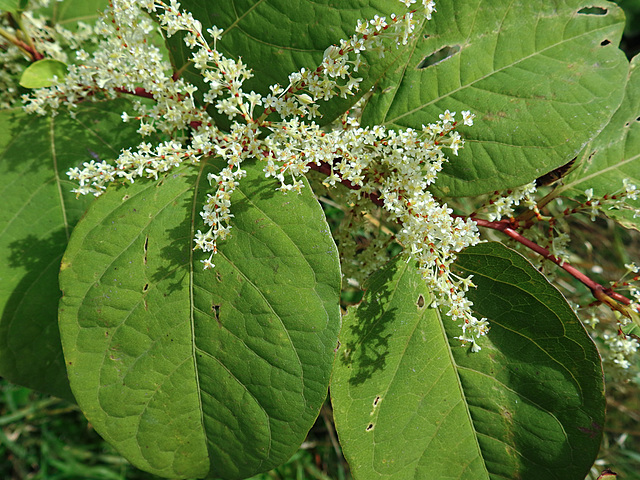 20220923 1740CPw [D~LIP] Japanischer Staudenknöterich (Fallopia japonica), UWZ, Bad Salzuflen