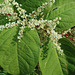 20220923 1740CPw [D~LIP] Japanischer Staudenknöterich (Fallopia japonica), UWZ, Bad Salzuflen