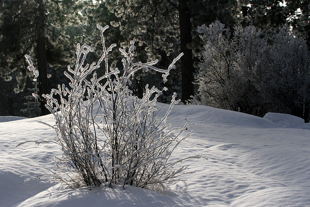 Winter Winter
