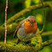 Robin