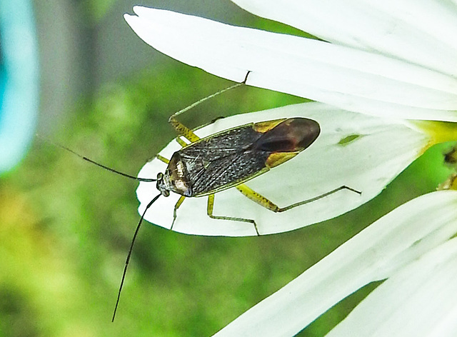 20230606 0678CPw [D~LIP] Weichwanze [m] (Closterotomus trivialis) Bad Salzuflen