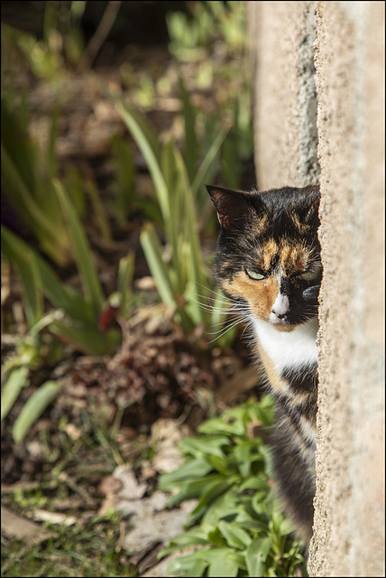 Cache-cache - Versteckspiel - Hide and seek