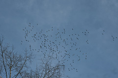 Gänse