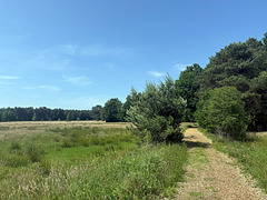 Wiese #2