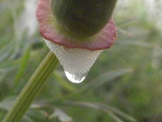 Spit on the bottom of a poppy seed pod
