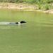 Garip & Branco playing in the pond