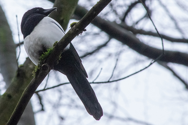 Magpie