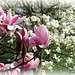 Magnolia Flowers (1)