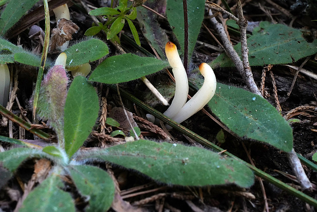 Clavulinopsis coronata?  , Sequoia National Park USA L1020225