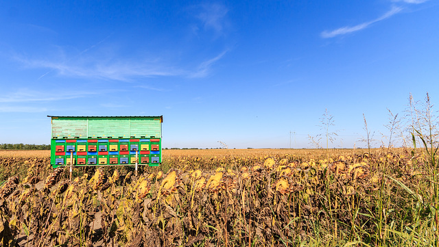 Durch die Vojvodina Durch die Vojvodina