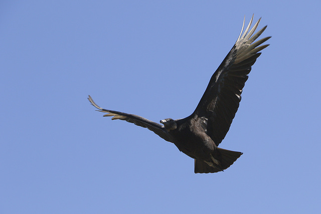 Black Vulture