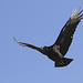 Black Vulture