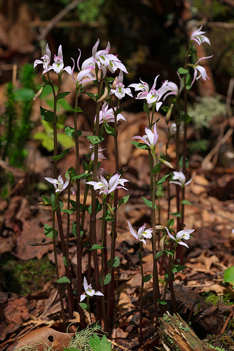 Triphora trianthophoros (Three-birds orchid)