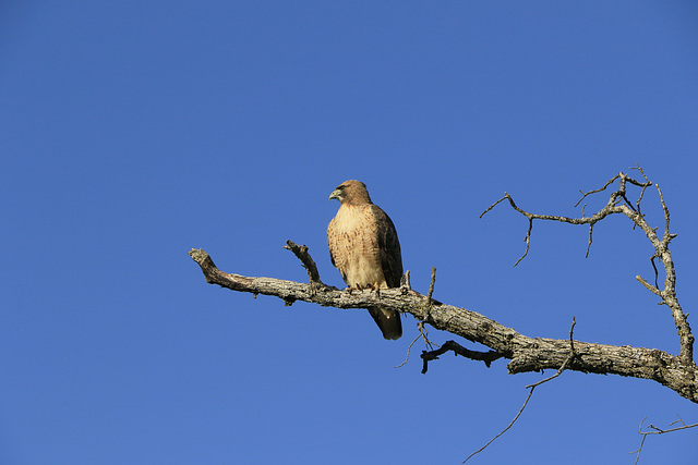 Ferruginous Hawk