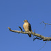 Ferruginous Hawk