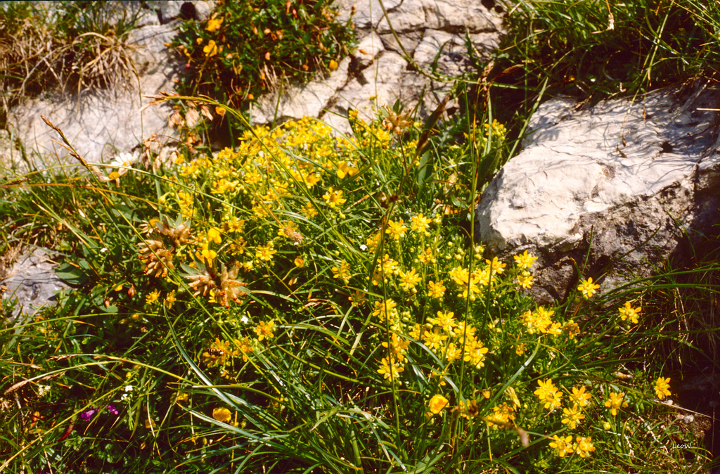 Gelber Fetthennensteinbrech