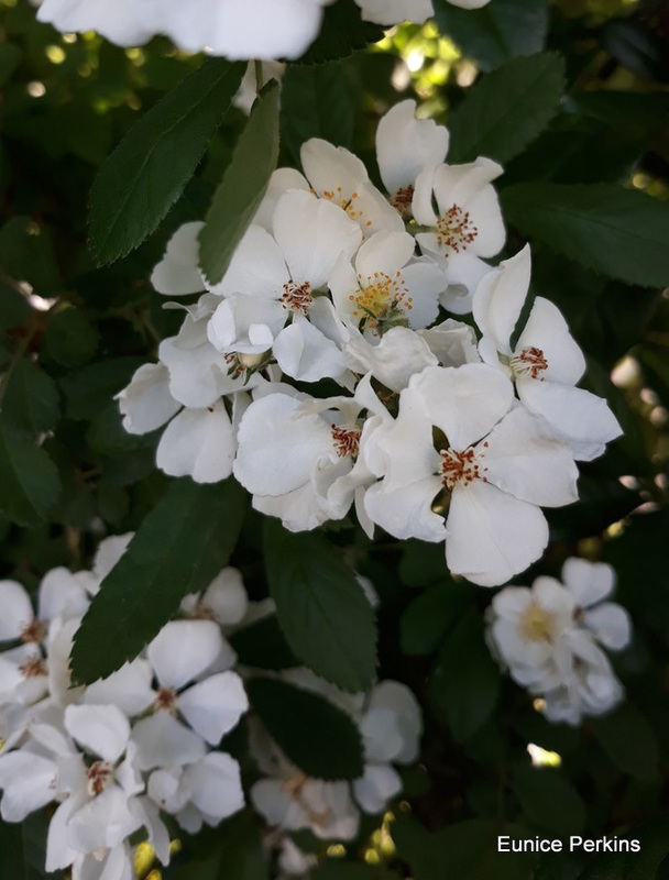 Blossom In Our Garden