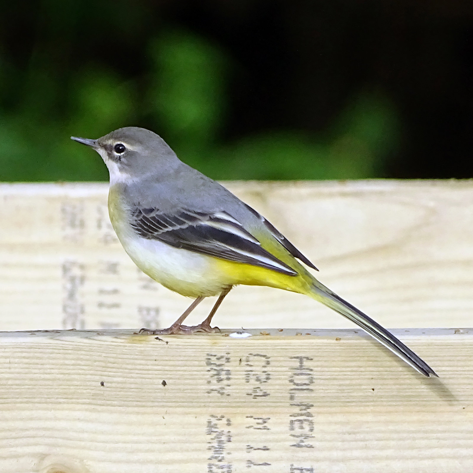 Grey wagtail, female I think.  Motacilla cinerea