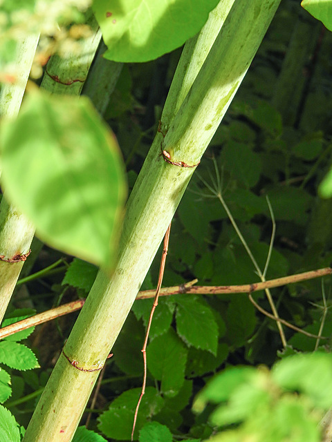 20220923 1741CPw [D~LIP] Japanischer Staudenknöterich (Fallopia japonica), UWZ, Bad Salzuflen