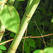 20220923 1741CPw [D~LIP] Japanischer Staudenknöterich (Fallopia japonica), UWZ, Bad Salzuflen