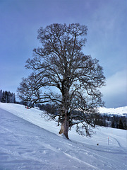 Sörenberg 2012 /  "Unser" Baum in Sörenberg