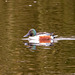 Shoveler duck