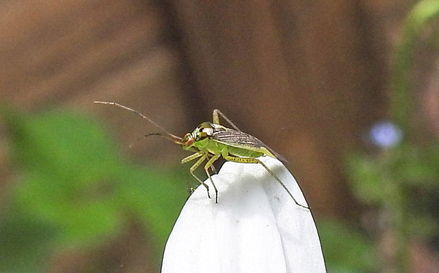 20230606 0680CPw [D~LIP] Weichwanze [w] (Closterotomus trivialis) Bad Salzuflen