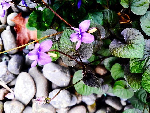 FLOWERING AMONGST THE STONES.