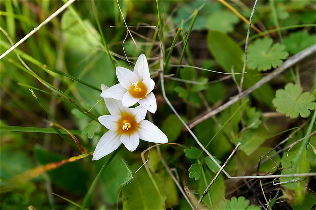 Romulea bulbocodium