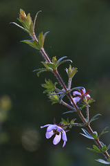 Dog Rose