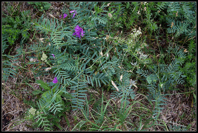 Vicia cracca (3)