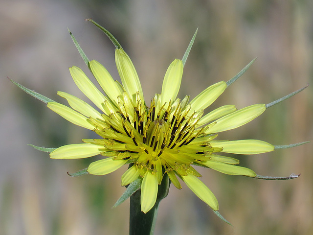 Invasive Goat's-beard