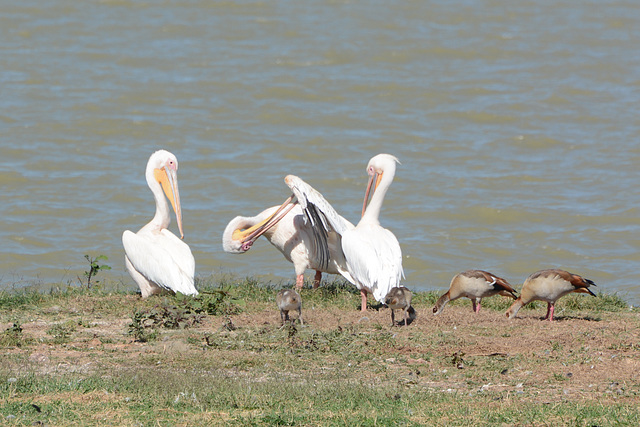 Ethiopia, Tana Lake, Friendly Mutual Assistance of Pelicans