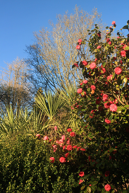 Camellia and Blue Sky