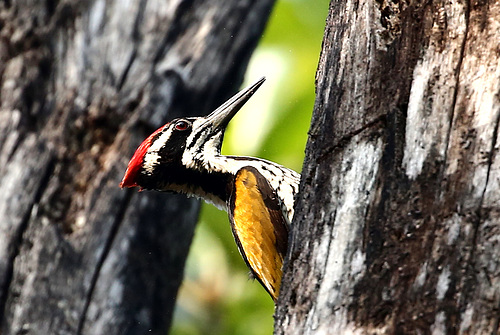 Inde.Bandhavgarh.Pic