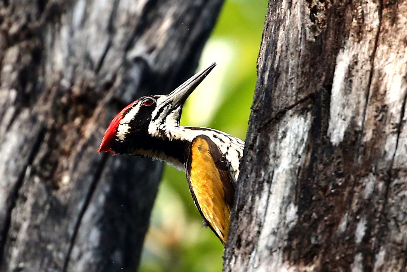 Inde.Bandhavgarh.Pic