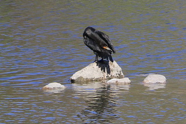 Double Crested Cormorant