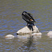 Double Crested Cormorant