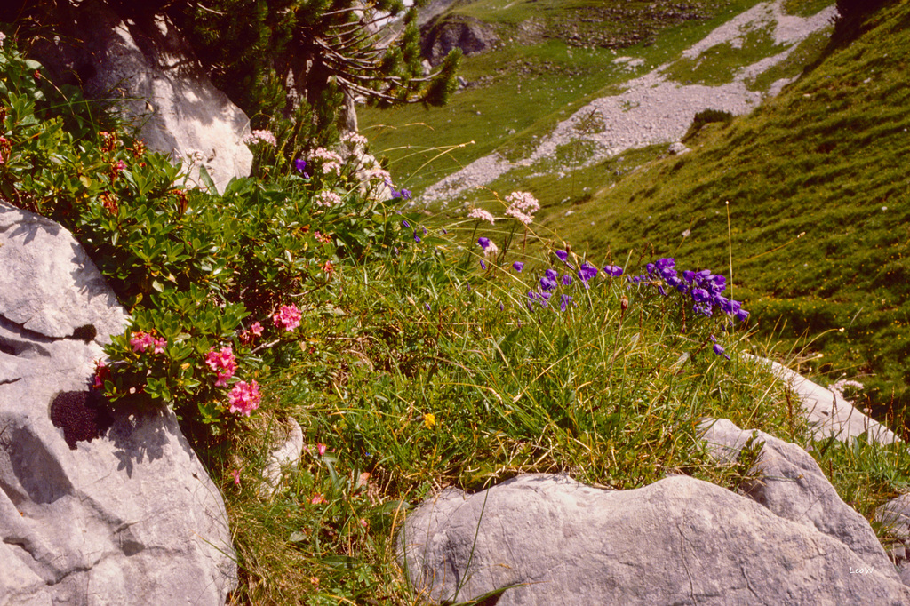 Bergblumen (4)